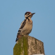 Syrian Woodpecker - Hungary